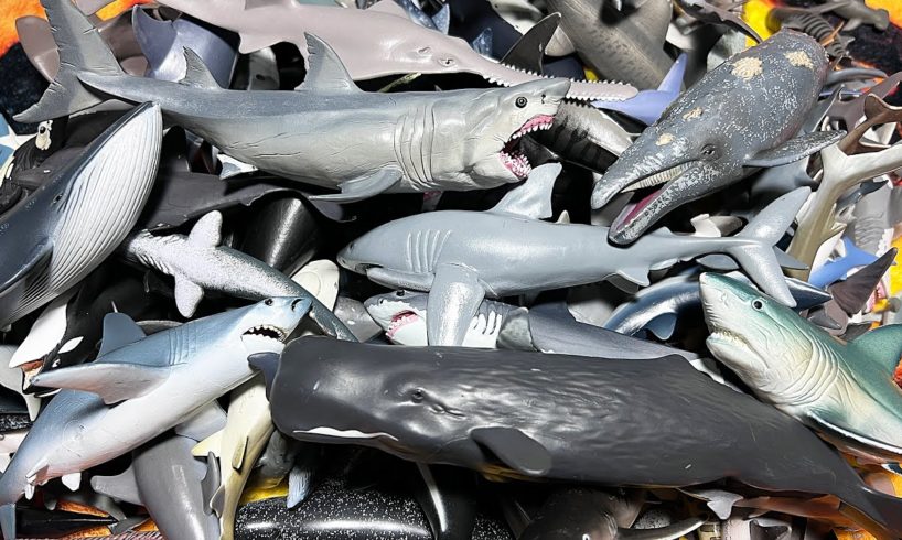 Sea Animals - Sharks, Beluga, Whale, Dolphins, Megalodon, Blue Shark, Sawfish, Whale Shark