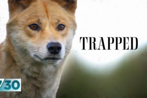 Secret videos show animals being trapped and killed. Are they wild dogs or dingoes? | 7.30