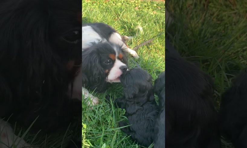 She has the cutest puppies! #dog #puppyvideos #puppy #puppylife
