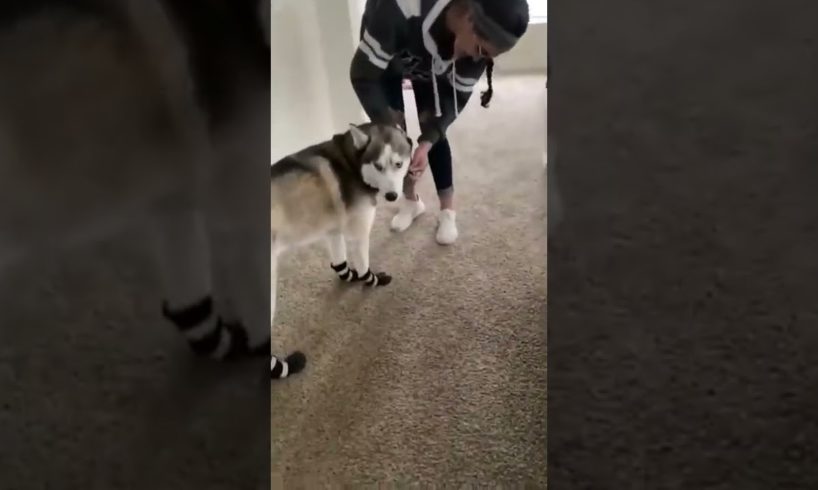 #Shorts Funny Animals Playing πππ΄