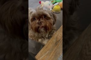 Smiling Doggo | adorable Shorkie puppies | cutest pets | funny pets dogs cats | cute | viral bts pet