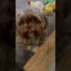 Smiling Doggo | adorable Shorkie puppies | cutest pets | funny pets dogs cats | cute | viral bts pet