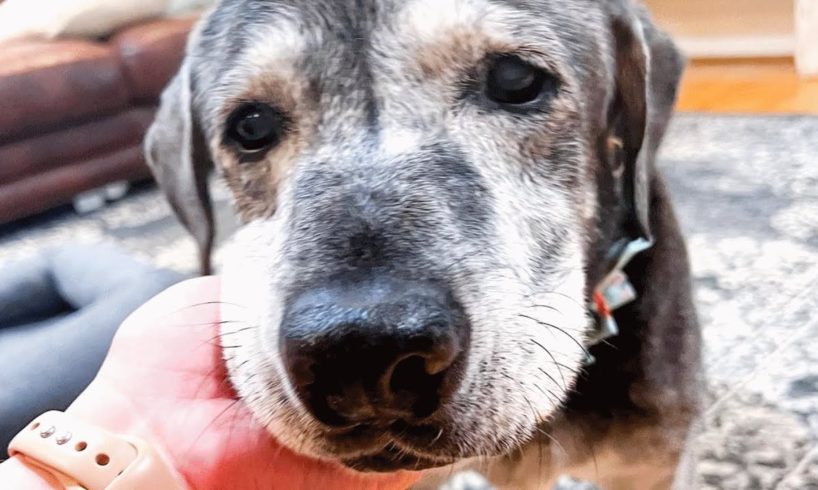 Someone left this deaf senior dog at the shelter. A family gave her another chance.