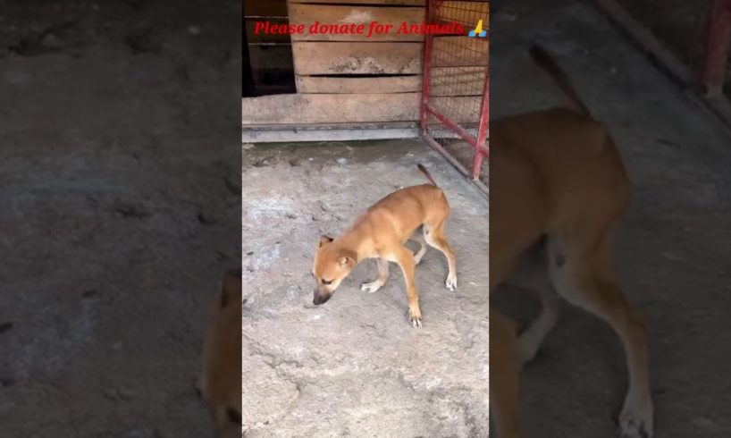 Stray dog Rescue // Rescued Stray puppies//Save Animals