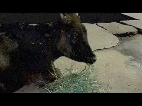 Street Animal Rescues & Treatment  #Shorts #Pets & #Animals