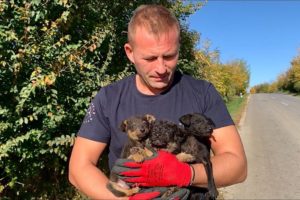 Such little puppies abandoned in a ditch by the road | Dog Rescue Shelter