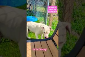 Surrendered Shelter Dog Gets A Second Chance!!! 😊