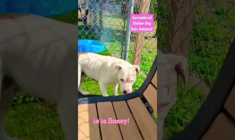 Surrendered Shelter Dog Gets A Second Chance!!! 😊