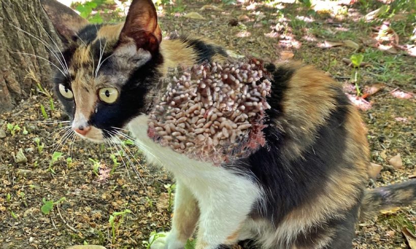 Sweet Stray Cat Is Eating From My Hand And Showing Love To Me ANIMAL RESCUE