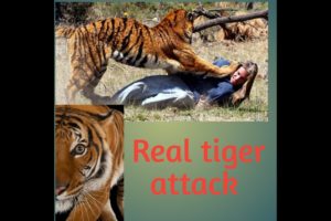 THE ANIMAL 1 FIGHT BETWEEN TIGERS AND OTHERS