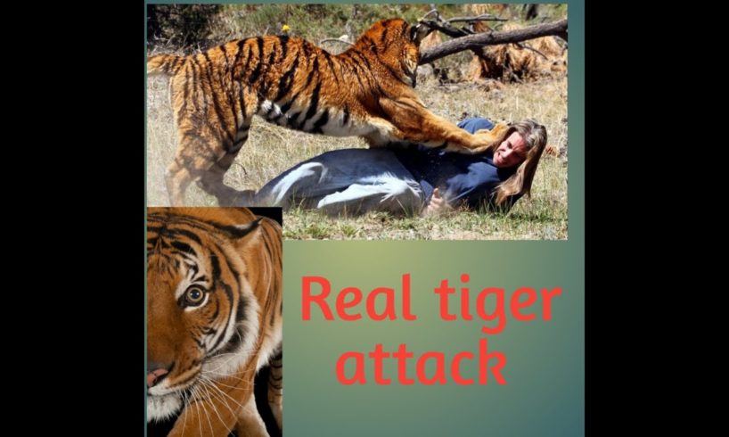 THE ANIMAL 1 FIGHT BETWEEN TIGERS AND OTHERS