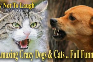 TRY NOT TO LAUGH .amazing Crazy . funny Cats & Dogs .. ANIMALS FUNNIEST