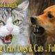 TRY NOT TO LAUGH .amazing Crazy . funny Cats & Dogs .. ANIMALS FUNNIEST