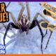 Tangled Spider Keeps Jumping Away From His Rescuer! | Dodo Kids | Rescued!