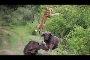The Arrogant Lion Was Waked Up By The Buffalo For Harrowing Lesson #lion #buffalo #animals