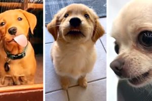 The Best Dog Videos! 🐶 Funniest & Cutest PUPPY Videos 2022 😂