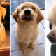 The Best Dog Videos! 🐶 Funniest & Cutest PUPPY Videos 2022 😂