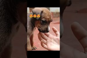 The Cutest Dog in World ever 🐶🥰 2022 | Cute aggressive puppy playing | #shorts #cute  #dog #pets