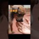 The Cutest Dog in World ever 🐶🥰 2022 | Cute aggressive puppy playing | #shorts #cute  #dog #pets
