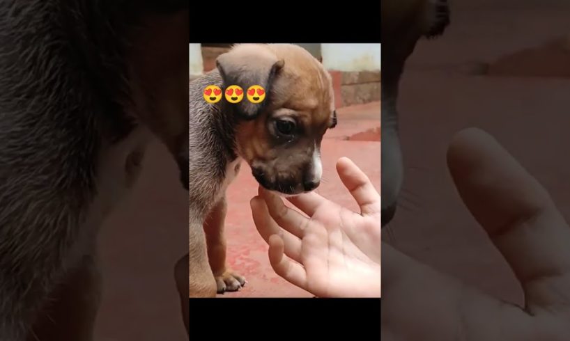 The Cutest Dog in World ever 🐶🥰 2022 | Cute aggressive puppy playing | #shorts #cute  #dog #pets
