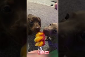 The Cutest Puppies Eating an Ice Lolly (CUTE) #shorts