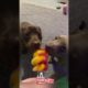 The Cutest Puppies Eating an Ice Lolly (CUTE) #shorts