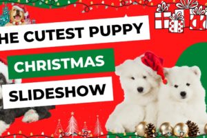 The Cutest Puppy Christmas Slideshow, Christmas Puppy Pictures, The Cutest Puppies Ever!! Pup Outfit
