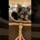 The Cutest Puppy Ever at #LouisVuitton #cutedog #LV #shorts #ytshorts #dog #doglover #puppy #dogs