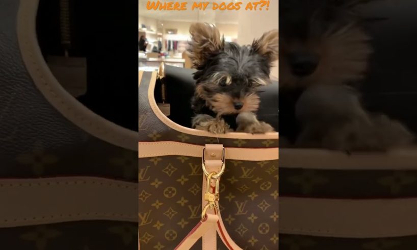 The Cutest Puppy Ever at #LouisVuitton #cutedog #LV #shorts #ytshorts #dog #doglover #puppy #dogs