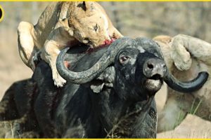 The Greatest Fights In The Animal Kingdom | Lion VS Buffalo