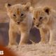 The Misfit - Lion Documentary | Cine Animals