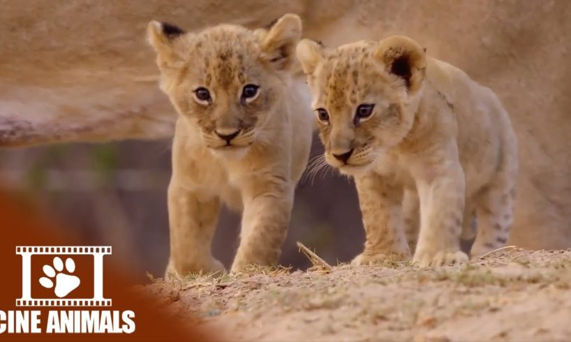 The Misfit - Lion Documentary | Cine Animals