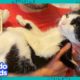 The Only Thing This Cat Loves More Than His Dad Is... Potatoes?! | Dodo Kids | It's Me!