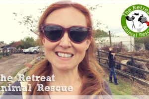 The Retreat Animal Rescue ☀️ A Vegan Day Out 🐄 Vlog