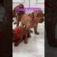The cutest puppies ever #animalsshorts #animals #shortsyoutube #puppy #pappies #cuteanimals #dogs