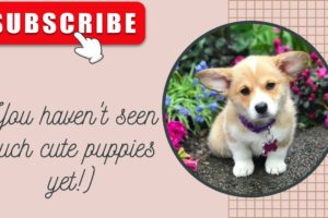 The cutest puppies in the world/4K/Cute and very smart!