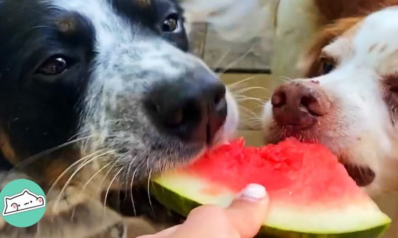 These Rescues Were Destined to Find Each Other | Cuddle Friends