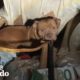 This Mama Dog Just Wanted Her Freezing Pups To Be Warm | The Dodo