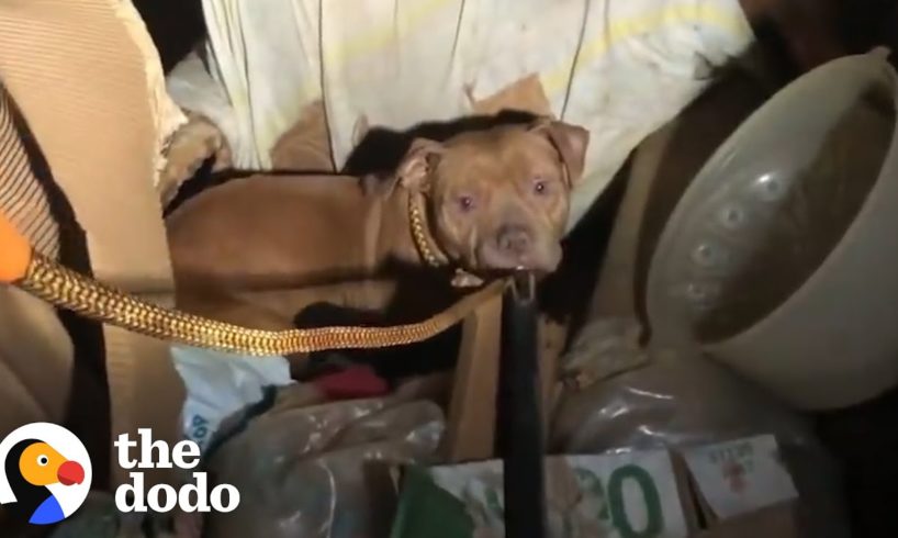 This Mama Dog Just Wanted Her Freezing Pups To Be Warm | The Dodo