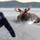 This video is heartbreaking. Rescuing wild animals from ice traps