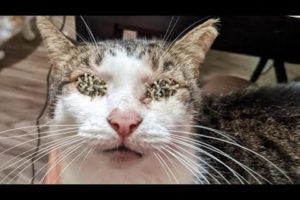 Three Cute Cats Waiting for Food in the Park 🙏Cat Rescue/ Animal Rescue