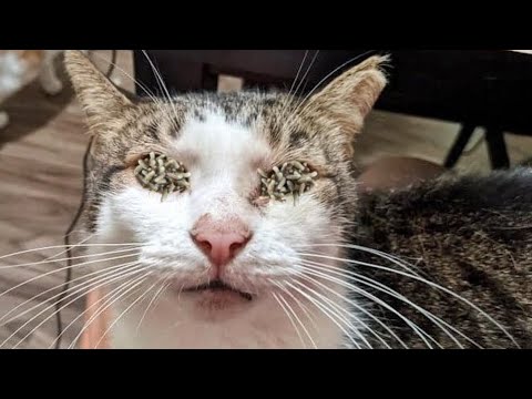 Three Cute Cats Waiting for Food in the Park 🙏Cat Rescue/ Animal Rescue