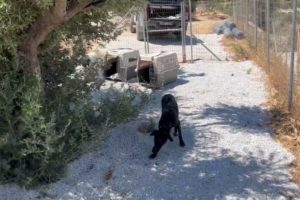 Time for the 2 chained dogs to run free in the shelter ❤️ - Takis Shelter