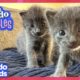 Tiny Kittens Love Their GIANT Four-Legged Parents! | Dodo Kids | Loveables