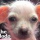 Tiny Naked Pink Puppy Has The Biggest Glow Up | Little But Fierce The Dodo