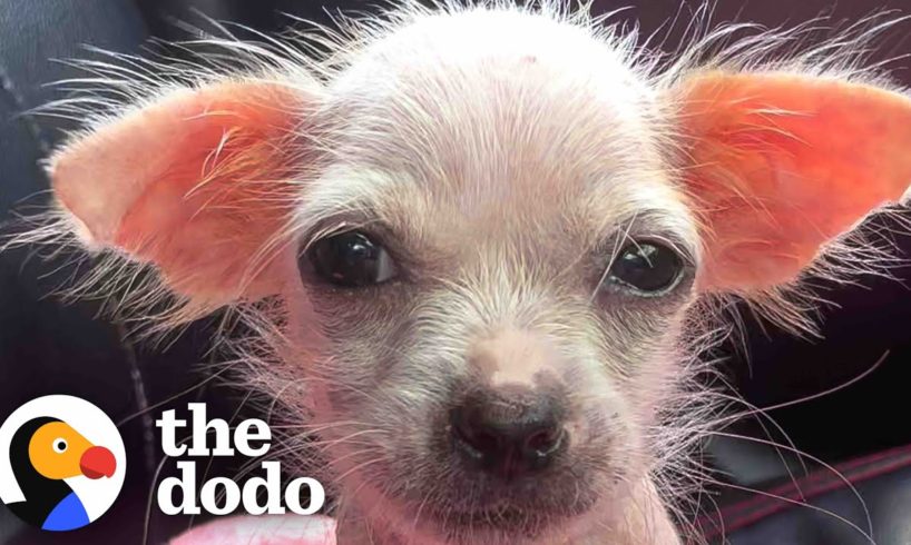 Tiny Naked Pink Puppy Has The Biggest Glow Up | Little But Fierce The Dodo