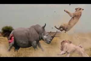 Top 10 Animal fights for territory and hunting in nature - Jilovlanmagan Afrika !!!
