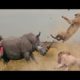 Top 10 Animal fights for territory and hunting in nature - Jilovlanmagan Afrika !!!