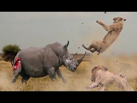 Top 10 Animal fights for territory and hunting in nature - Jilovlanmagan Afrika !!!