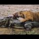 Top 10 Craziest Animal Fights Caught On Camera Part 2 - Jilovlanmagan Afrika !!!
